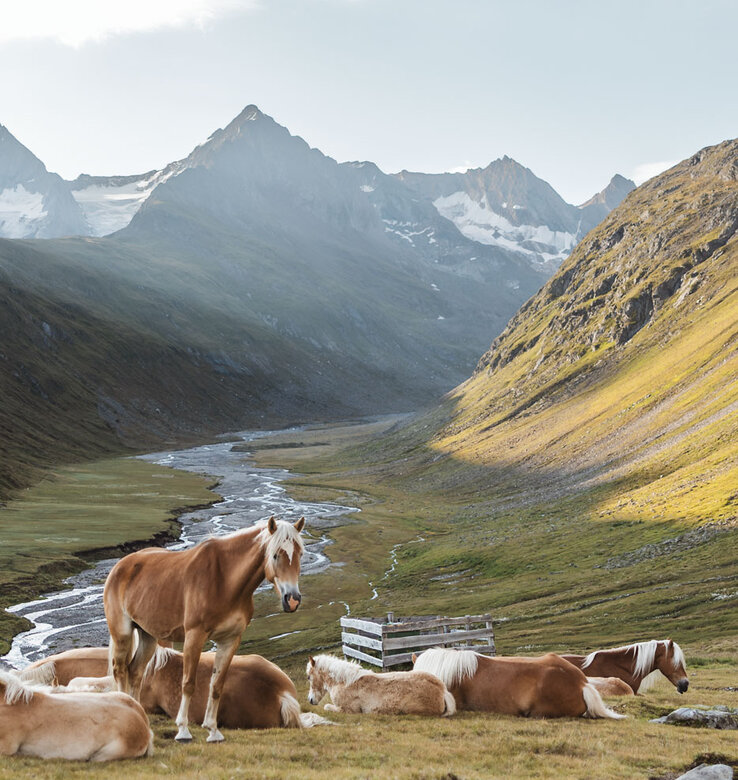 Mehrere Pferde ruhen und grasen auf einem grasbewachsenen Hügel in der Nähe eines kleinen Holzzauns, mit einem gewundenen Bach und hohen, schneebedeckten Bergen im Hintergrund unter einem teilweise bewölkten Himmel.